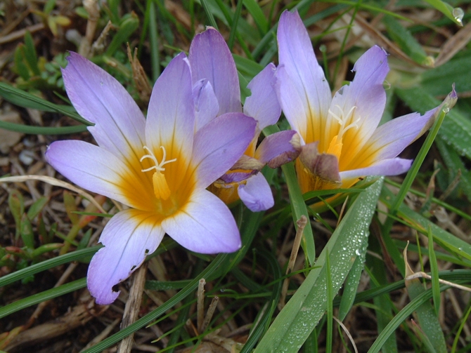 Romulea bulbocodium